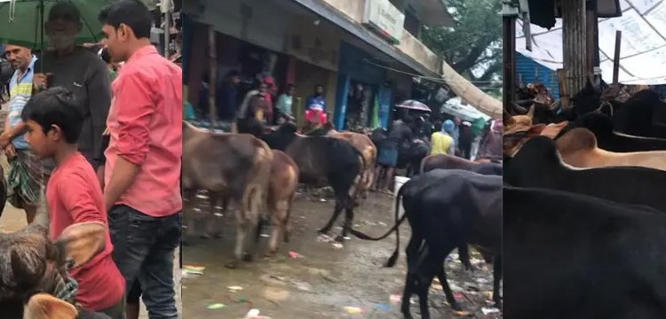 ছাতকে অবৈধ পশুর হাট, রাজস্ব হারাচ্ছে সরকার