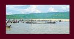 যাদুকাটায় ম্যাজিস্ট্রেটের উপর হামলা ড্রেজার মালিকের ৯০ দিনের কারাদন্ড