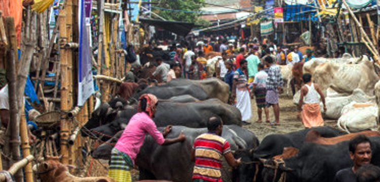 খাদ্যের দাম বাড়ায় দুশ্চিন্তায় সিলেটের খামারিরা, তবে সংকট নেই পশুর