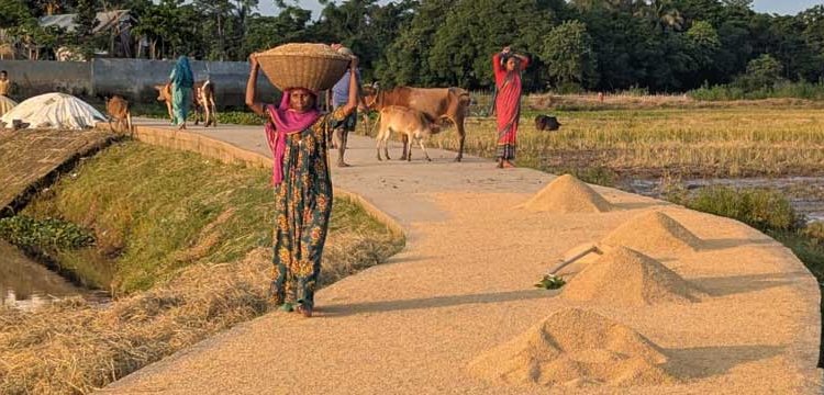 সুনামগঞ্জে করচার হাওরে ধানের দুই চিত্র, কোথাও স্বস্তি কোথাও বড় ক্ষতি