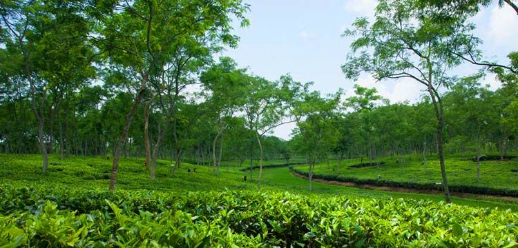হবিগঞ্জের ৪টি চা বাগানে অনিদিষ্টকালের কর্মবিরতি শুরু