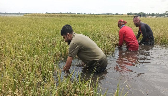 টানা বৃষ্টিতে হাওরে আবারও বাড়ছে পানি, বাকি ধান নিয়ে উদ্বেগ