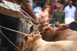 শেষ সময়ে বাজার চাঙা হওয়ার অপেক্ষায় সিলেটের পশু ব্যবসায়ীরা
