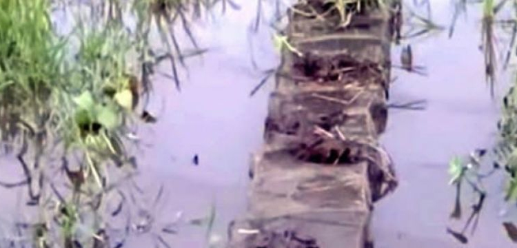 হবিগঞ্জে নিষিদ্ধ জালের দৌরাত্ম্যে ধ্বংস জীববৈচিত্র্য, মাছশূন্য জলাশয়