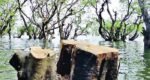 দিন-রাতে কাটা হচ্ছে গাছ, সংকটে টাঙ্গুয়ার হাওরের পরিবেশ