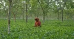 চা-শিল্পে বাড়ছে উৎপাদন খরচ, মজুরি নিয়েও অসন্তোষ