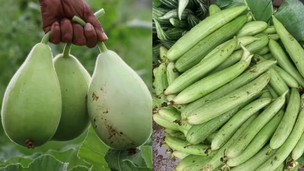 লাউ নাকি ঝিঙে— গরমে স্বাস্থ্যের জন্য কোনটি বেশি উপকারী