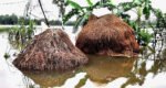 হবিগঞ্জে কৃষি ও মৎস্যখাতে ৭০ কোটি টাকার ক্ষতি