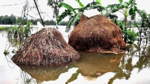 হবিগঞ্জে কৃষি ও মৎস্যখাতে ৭০ কোটি টাকার ক্ষতি